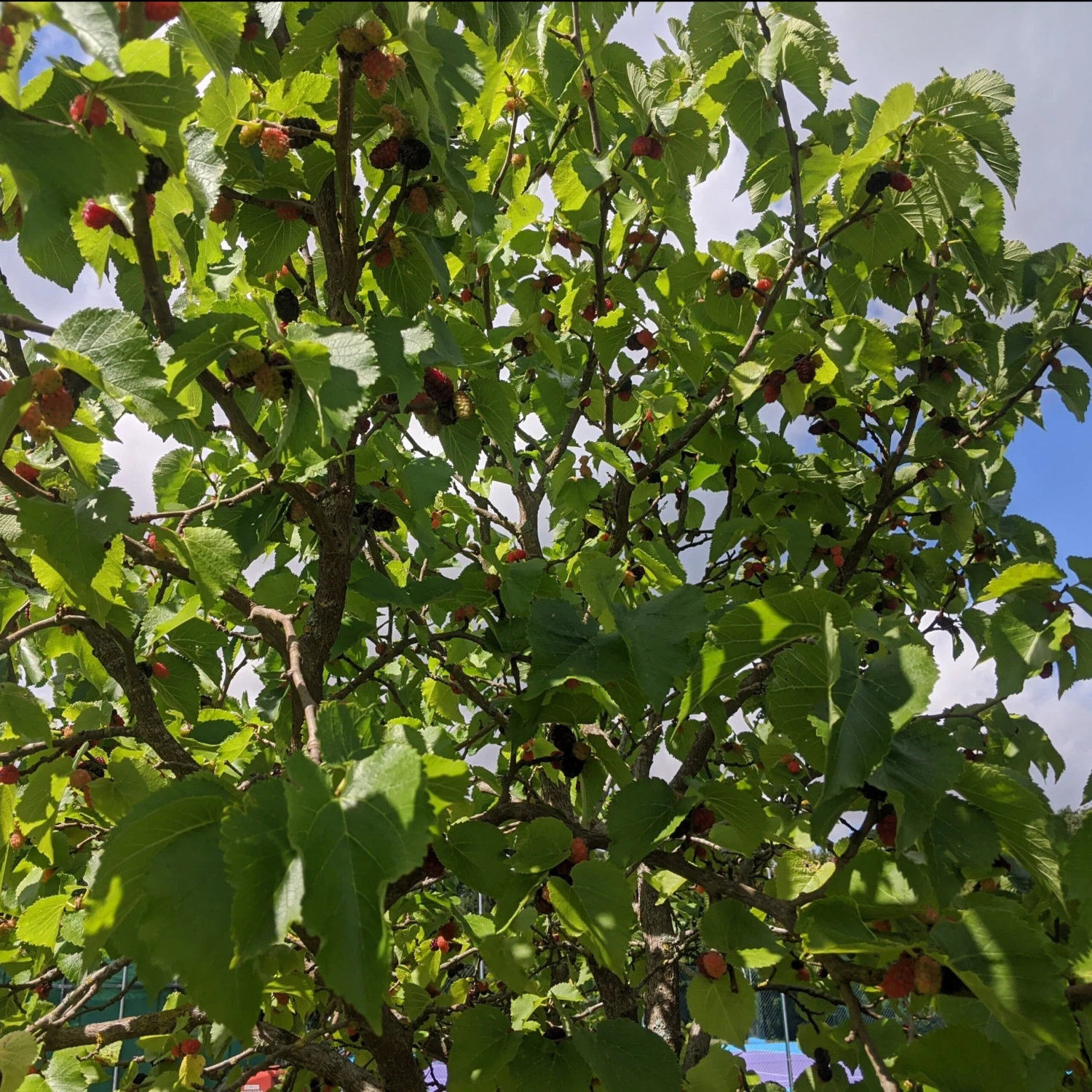 Wellington Mulberry Tree - Image 5