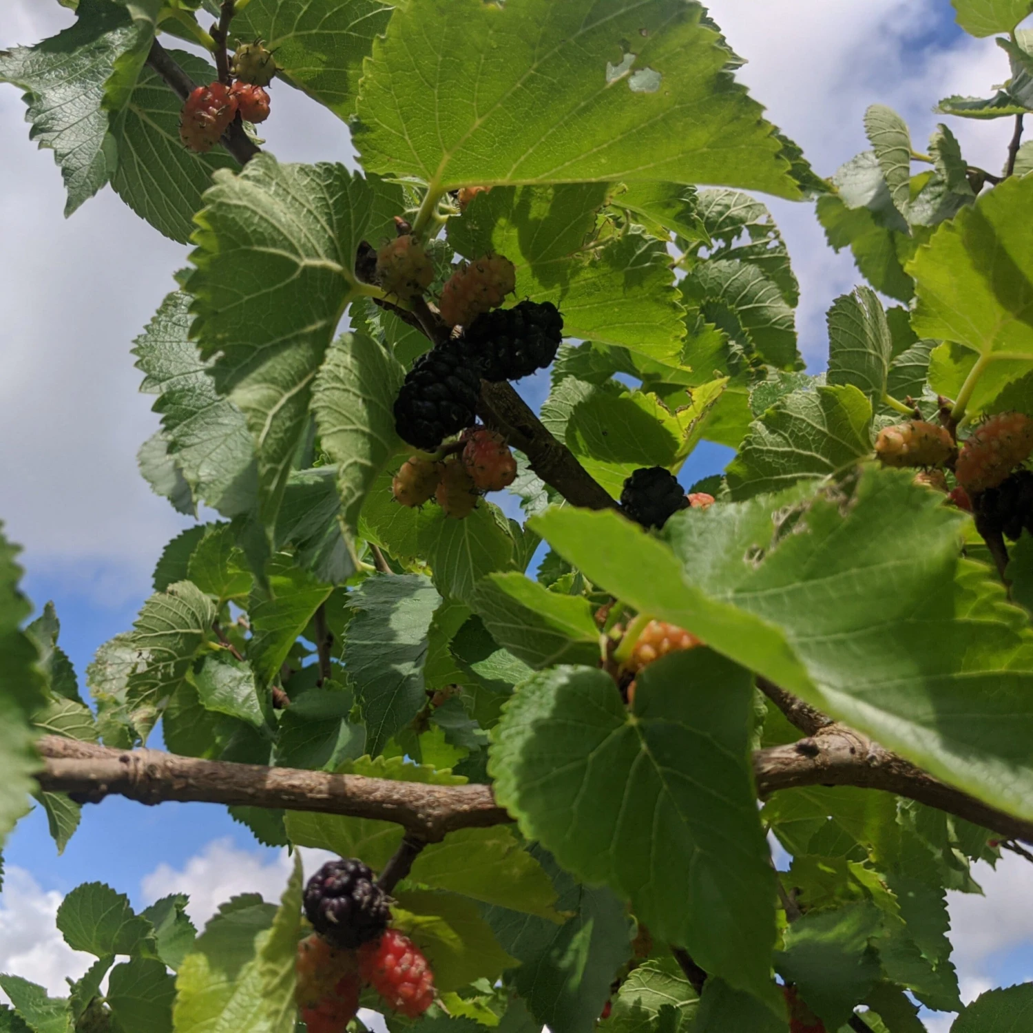 Wellington Mulberry Tree - Image 4