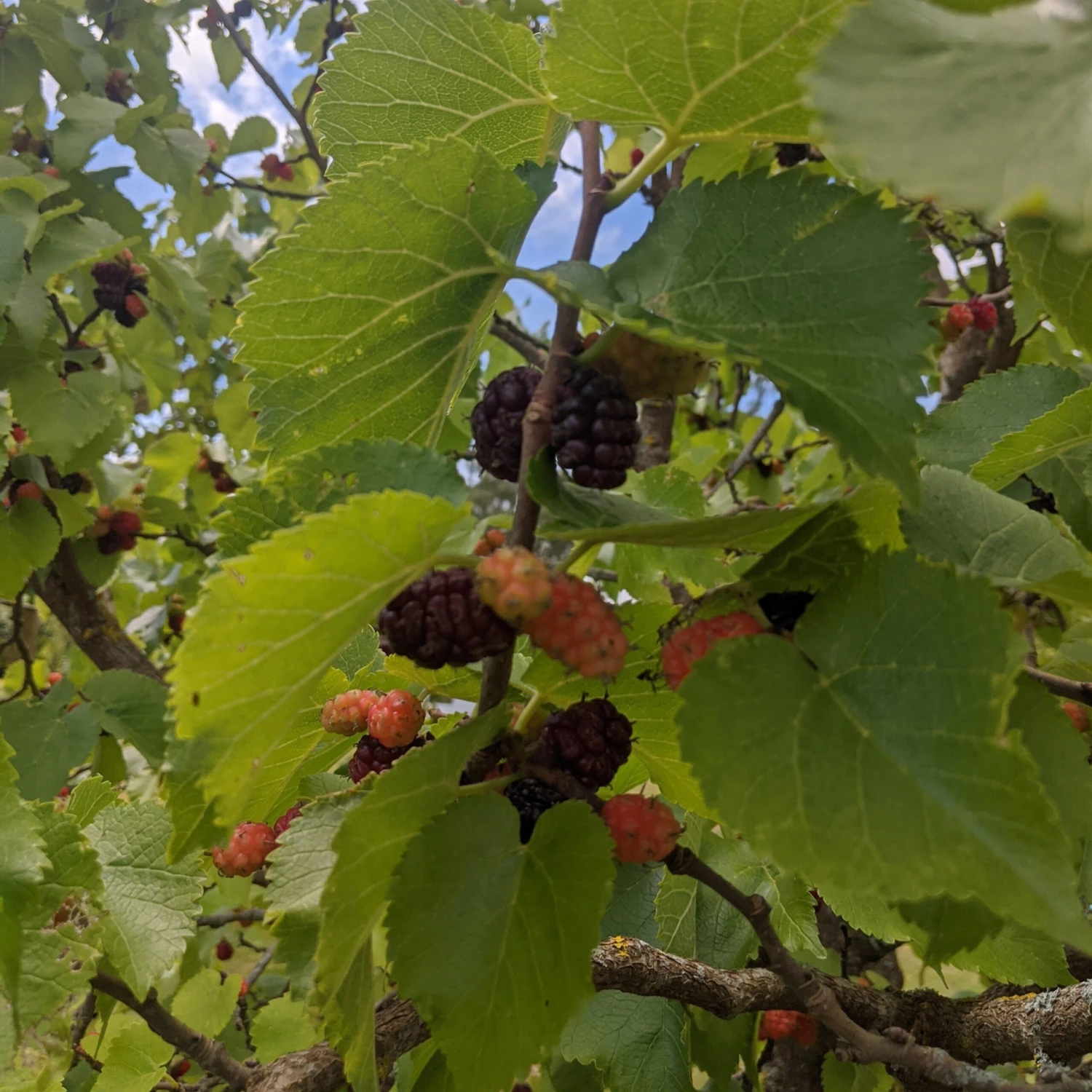 Wellington Mulberry Tree - Image 2