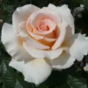 'Isn't She Lovely' Hybrid Tea Rose