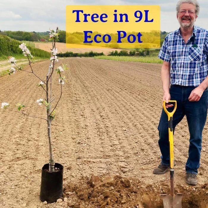 Hybrid Cockspur Hawthorn | Crataegus X Lavallei 'Carrierei' - Image 2