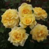 'Abbeyfield Gold' Hybrid Tea Rose