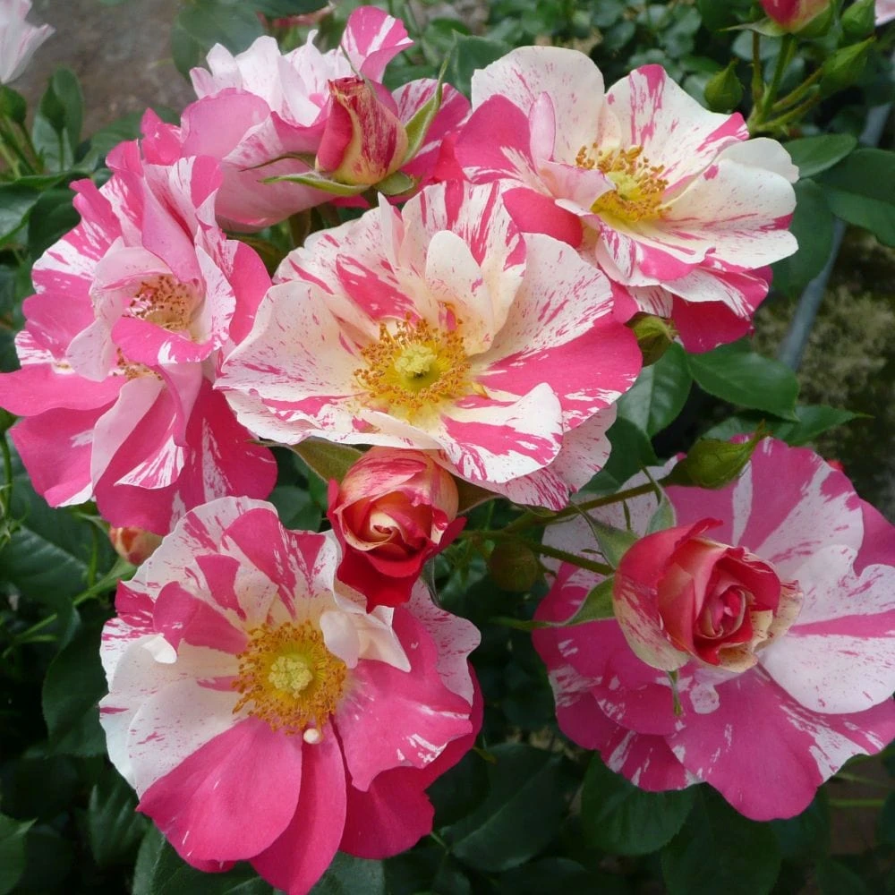 'Mind Games' Floribunda Rose