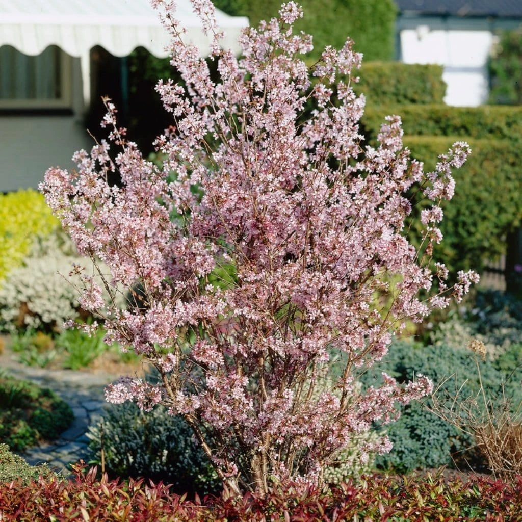 Kurilensis Ruby' Cherry Blossom Tree | Prunus Nipponica - Image 2