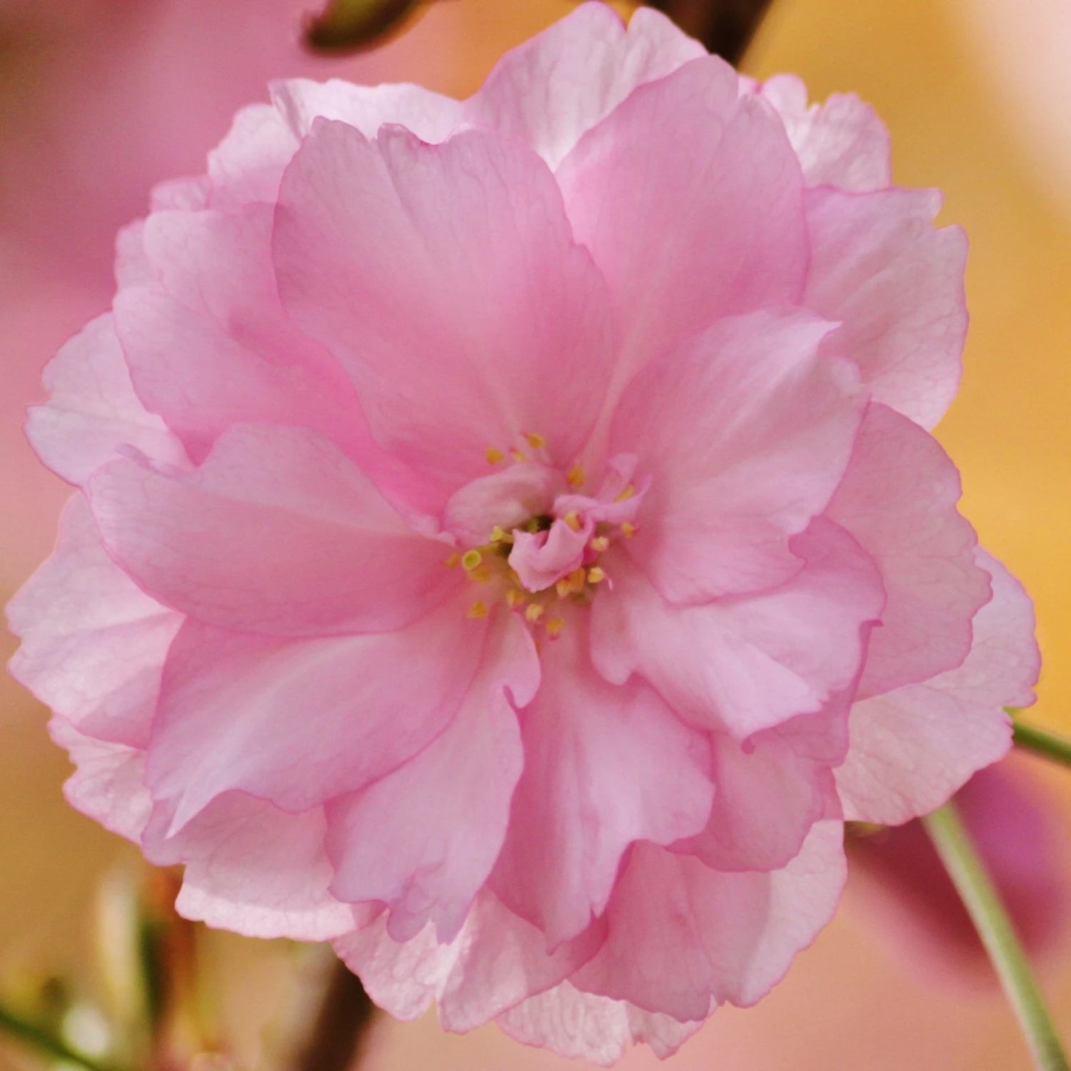 Kurilensis Ruby' Cherry Blossom Tree | Prunus Nipponica - Image 3