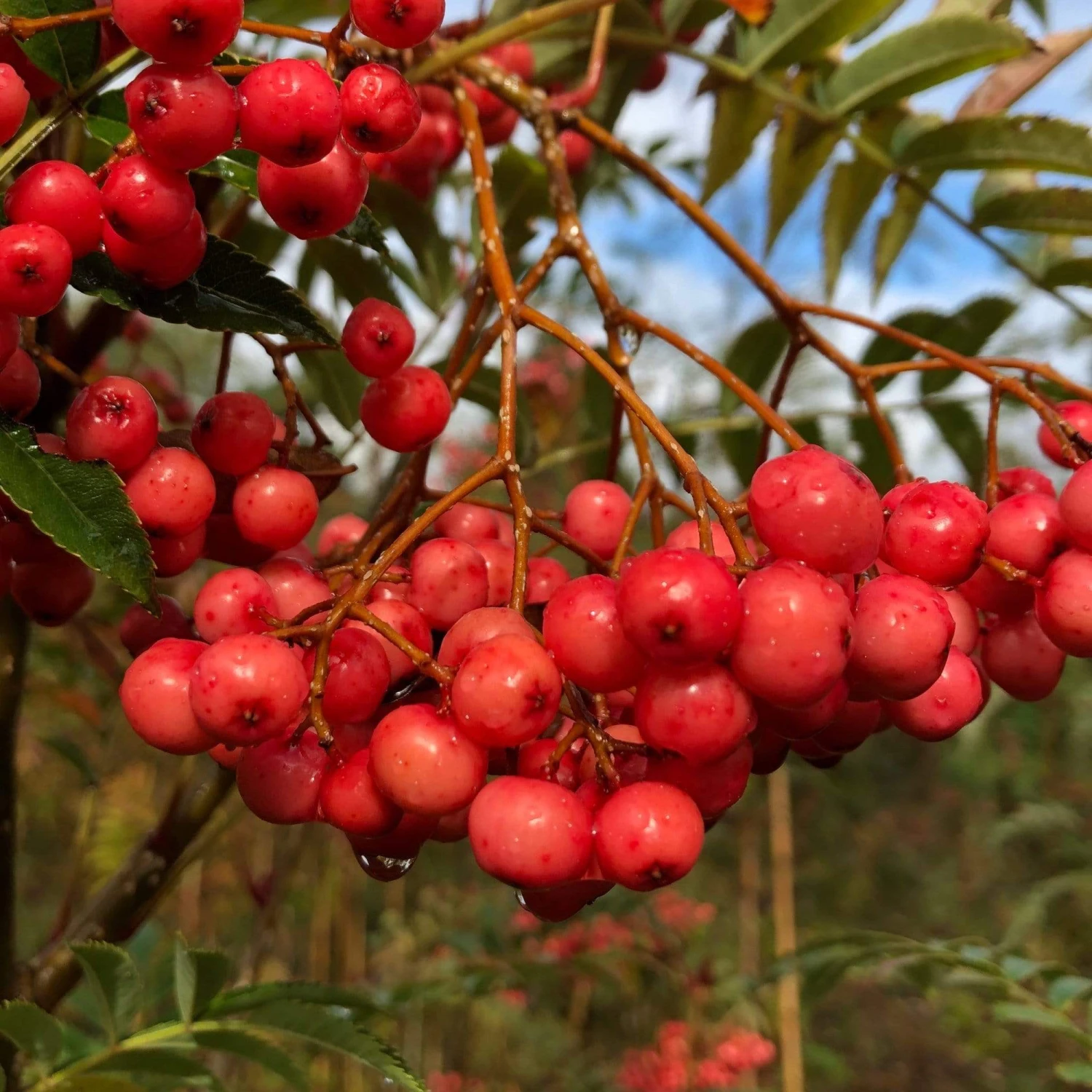 Vilmorinii Rowan Tree | Sorbus - Image 4