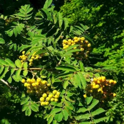 Joseph Rock Rowan Tree | Sorbus