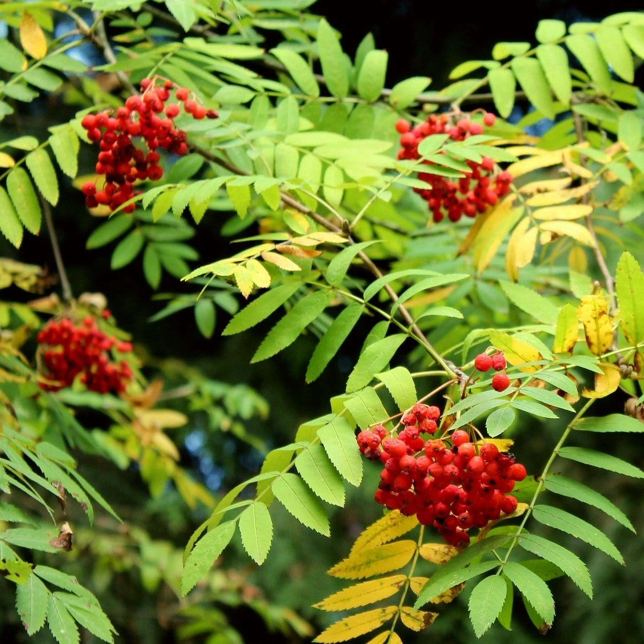 Mountain Ash Rowan Tree | Sorbus Aucuparia - Image 10