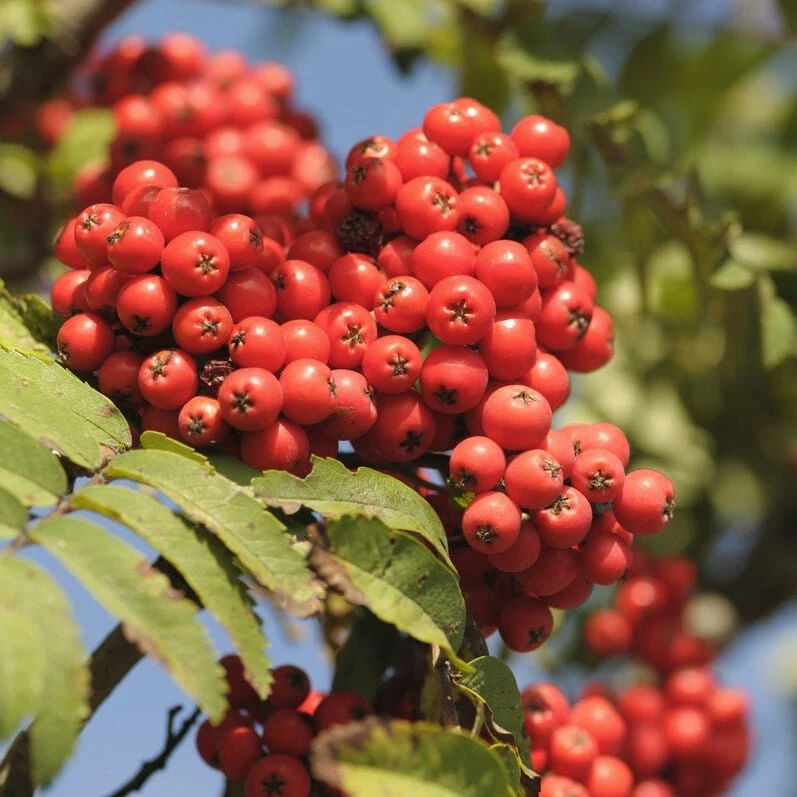 Mountain Ash Rowan Tree | Sorbus Aucuparia - Image 2