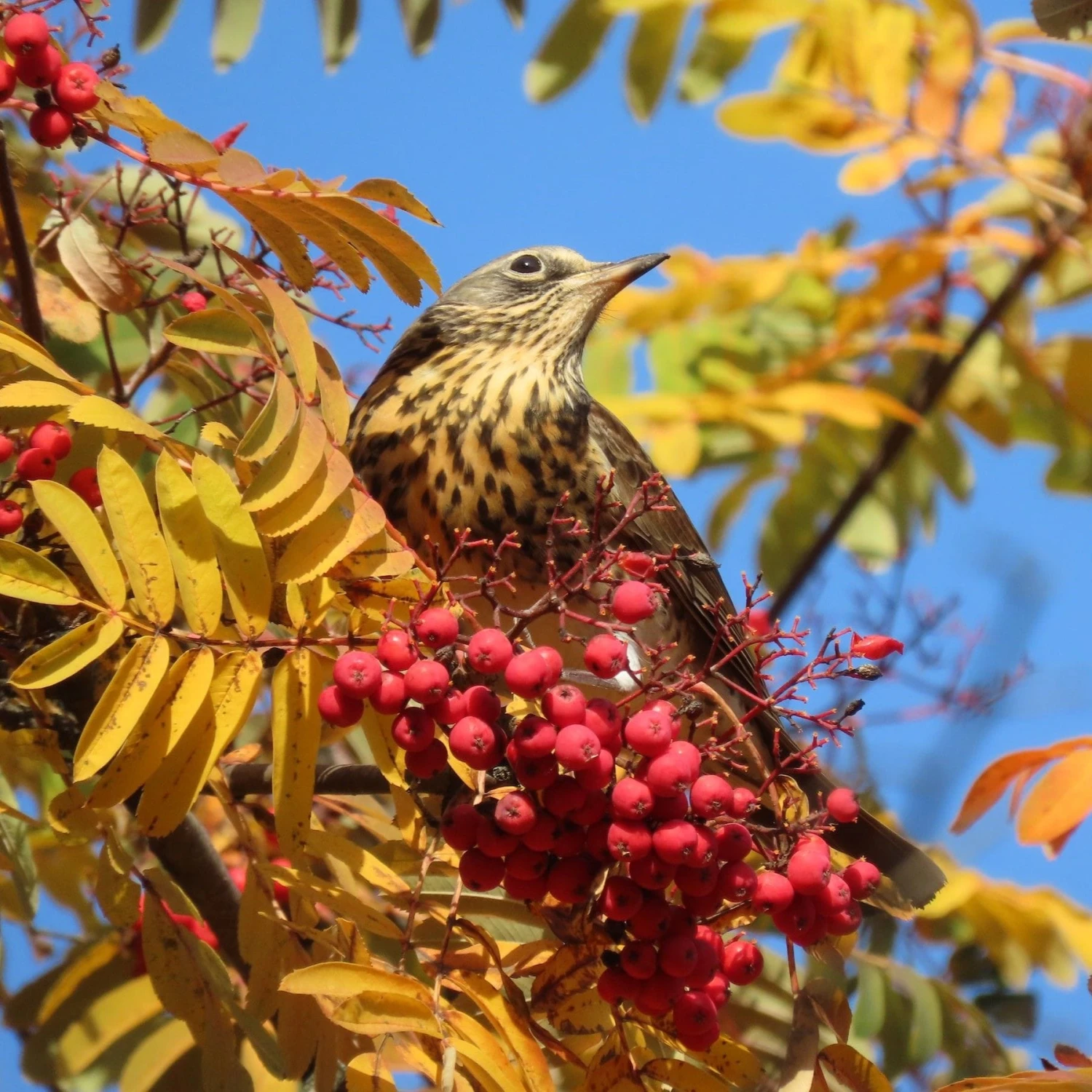 Mountain Ash Rowan Tree | Sorbus Aucuparia - Image 5