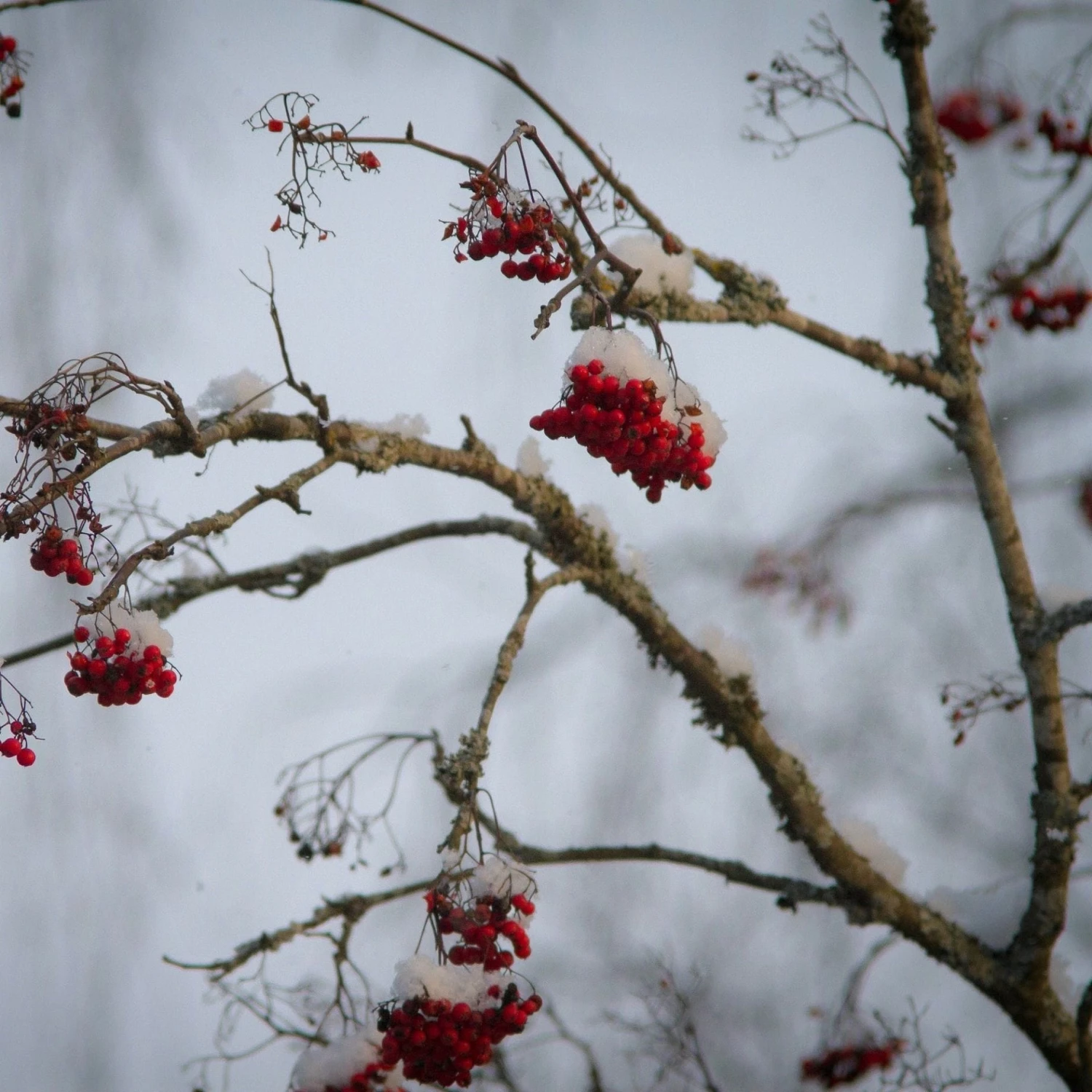 Mountain Ash Rowan Tree | Sorbus Aucuparia - Image 6