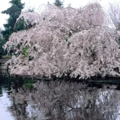 Weeping Yoshino Cherry Blossom Tree | Prunus Yedoensis