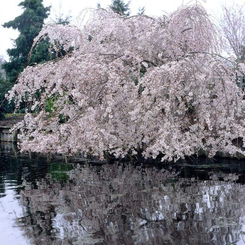 Weeping Yoshino Cherry Blossom Tree | Prunus Yedoensis