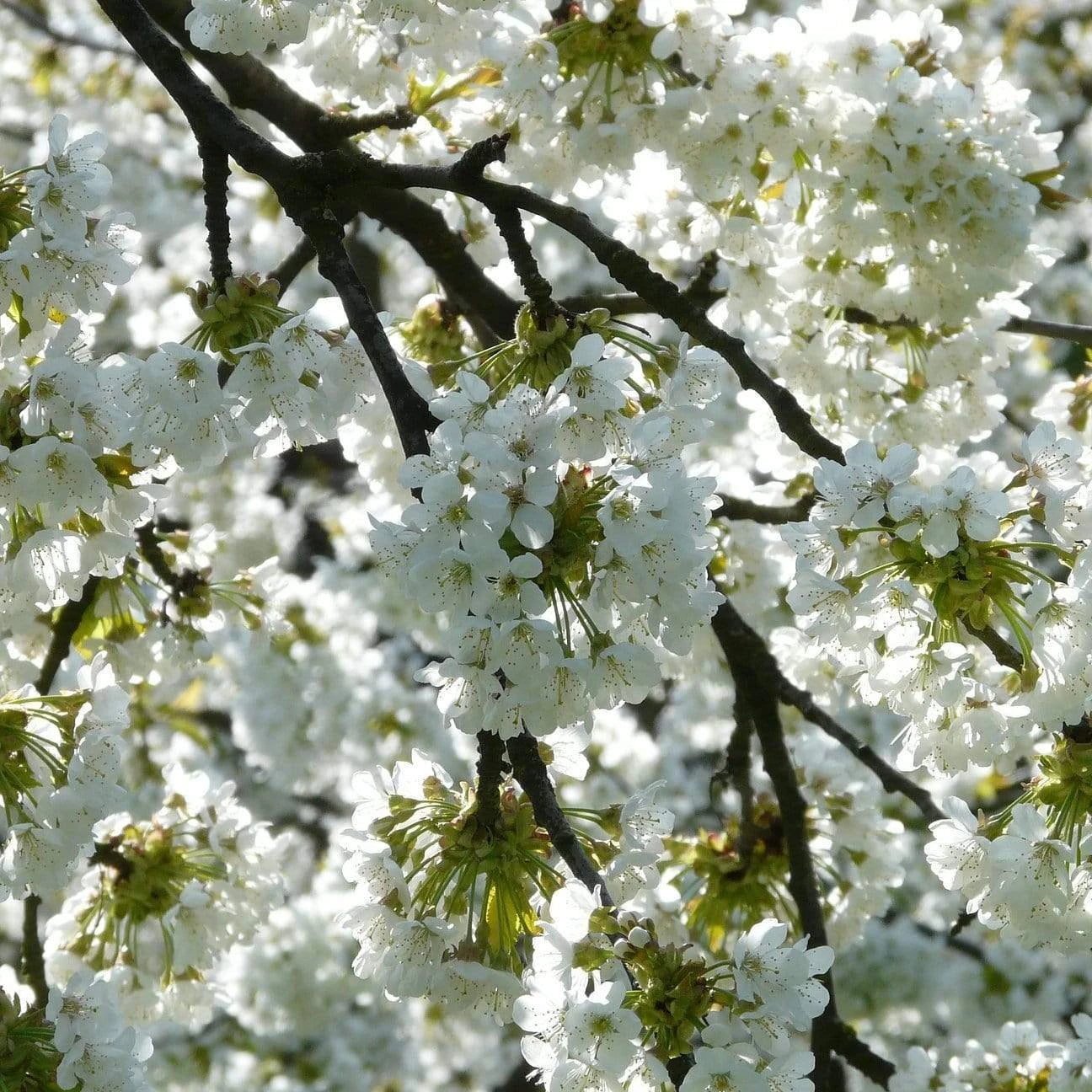 Weeping Yoshino Cherry Blossom Tree | Prunus Yedoensis - Image 2
