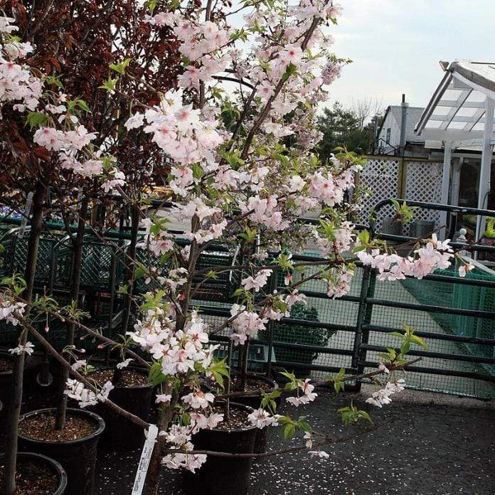 Pink Winter Flowering Cherry Tree | Prunus X Subhirtella 'Autumnalis Rosea' - Image 3