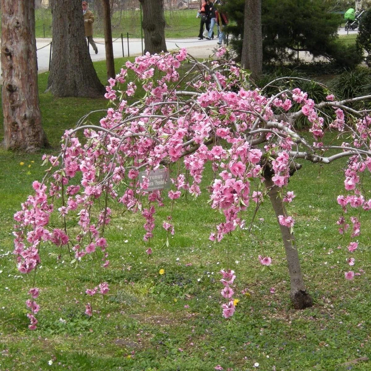 Single Pink Weeping Cherry Blossom Tree | Prunus Pendula Rubra