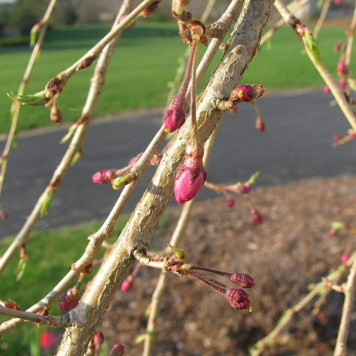 Single Pink Weeping Cherry Blossom Tree | Prunus Pendula Rubra - Image 3