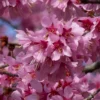 Small Pink Cherry Blossom Tree | Prunus 'Okame'