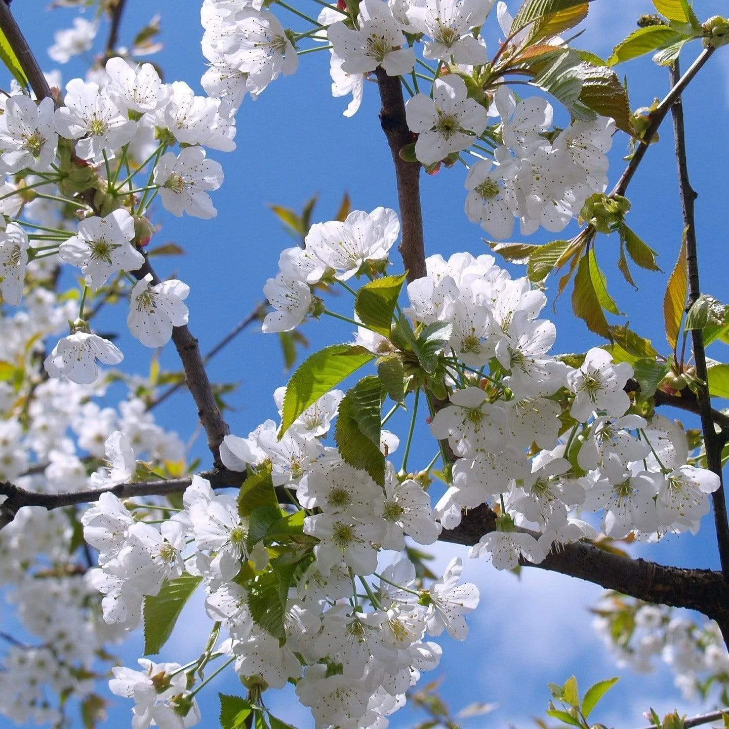 Great White Cherry Blossom Tree | Prunus 'Tai-Haku'