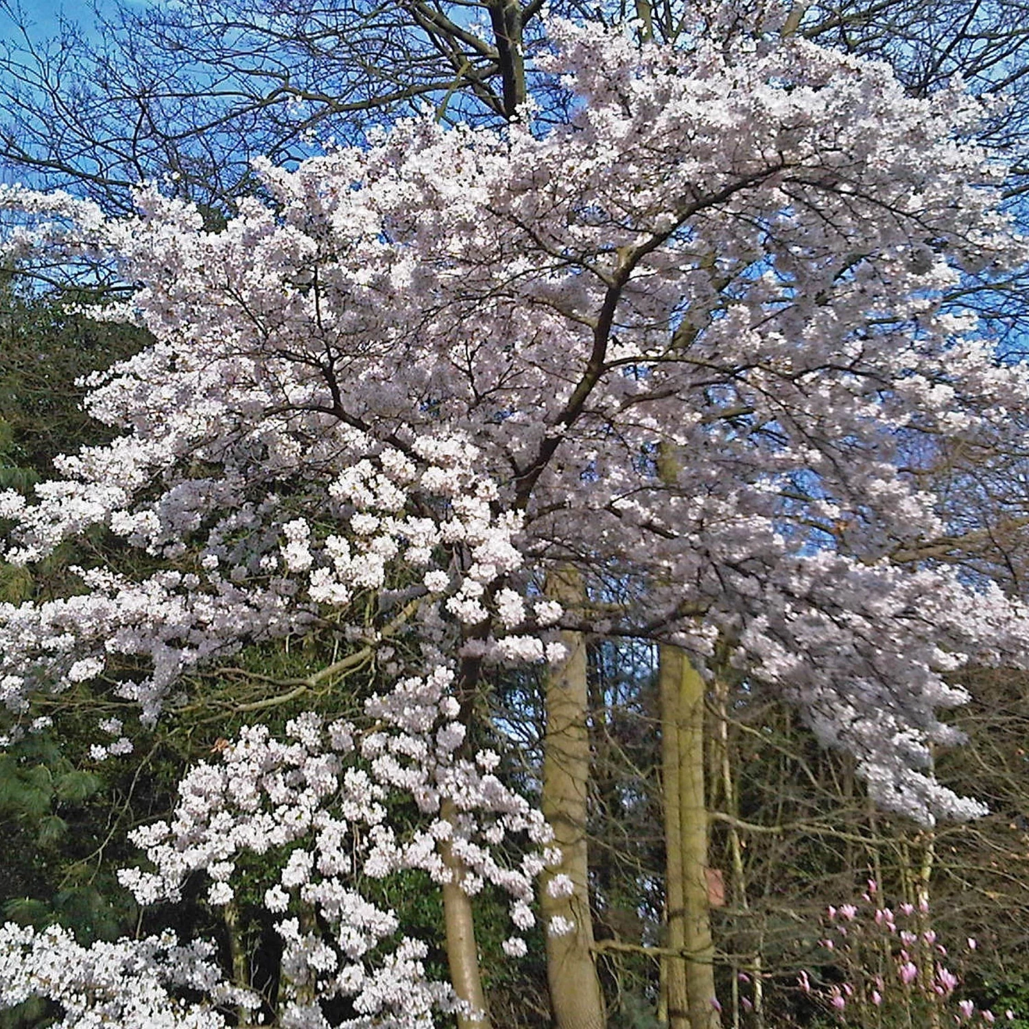 Great White Cherry Blossom Tree | Prunus 'Tai-Haku' - Image 3