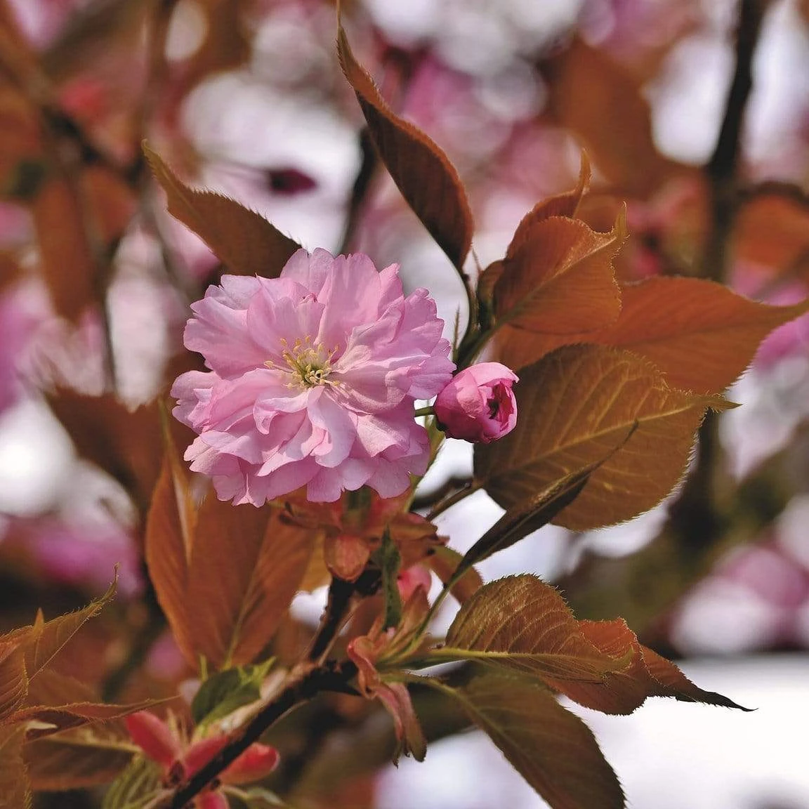 Japanese Cherry Blossom Tree | Prunus Serrulata 'Kanzan' - Image 4