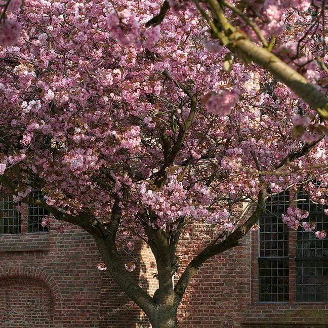 Japanese Cherry Blossom Tree | Prunus Serrulata 'Kanzan' - Image 3