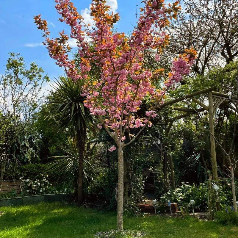 Japanese Cherry Blossom Tree | Prunus Serrulata 'Kanzan' - Image 2