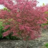 Variegated Japanese Maple Tree | Acer Palmatum 'Shirazz'