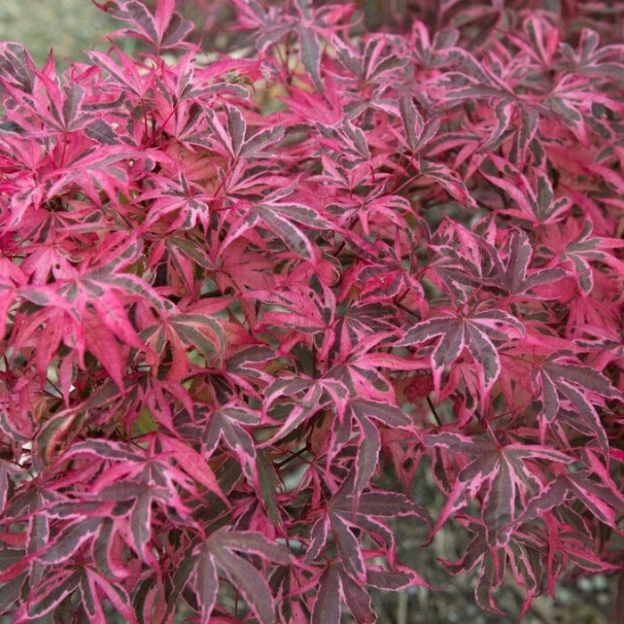 Variegated Japanese Maple Tree | Acer Palmatum 'Shirazz' - Image 2