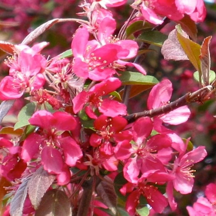 'Profusion Improved' Crabapple Tree | Malus Moerlandsii - Image 2