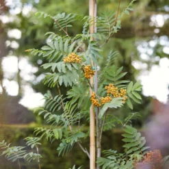 Copper Kettle' Rowan Tree | Sorbus