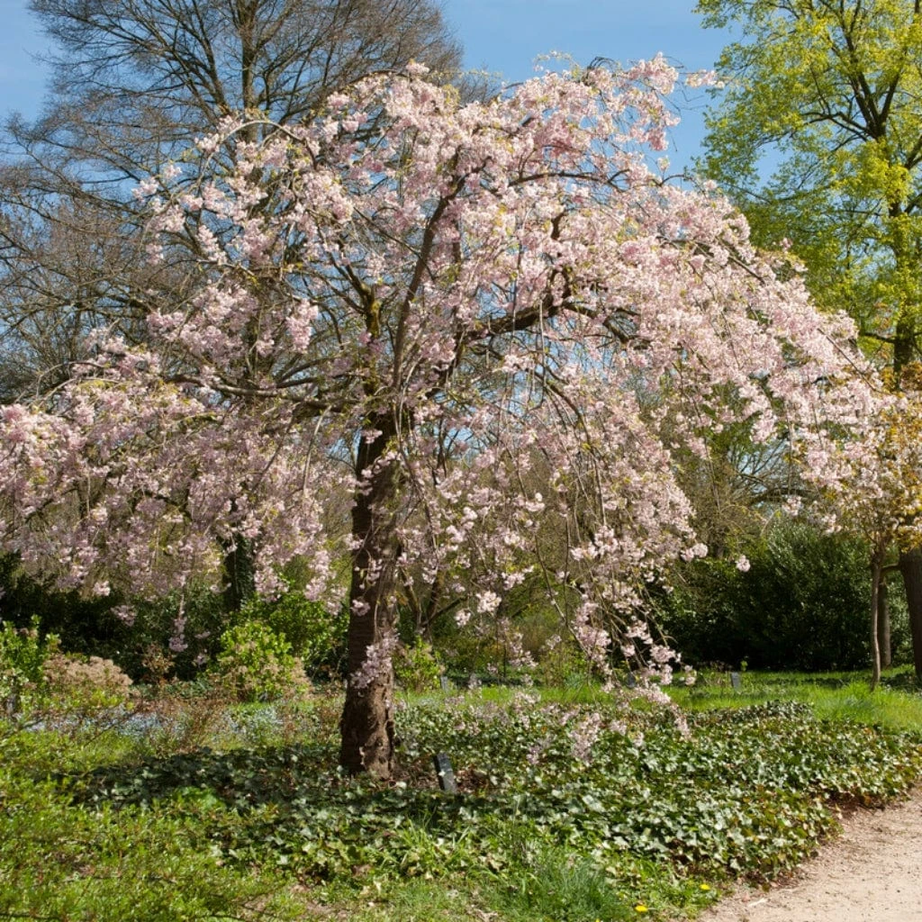 'Pink Perfection' Crabapple Tree