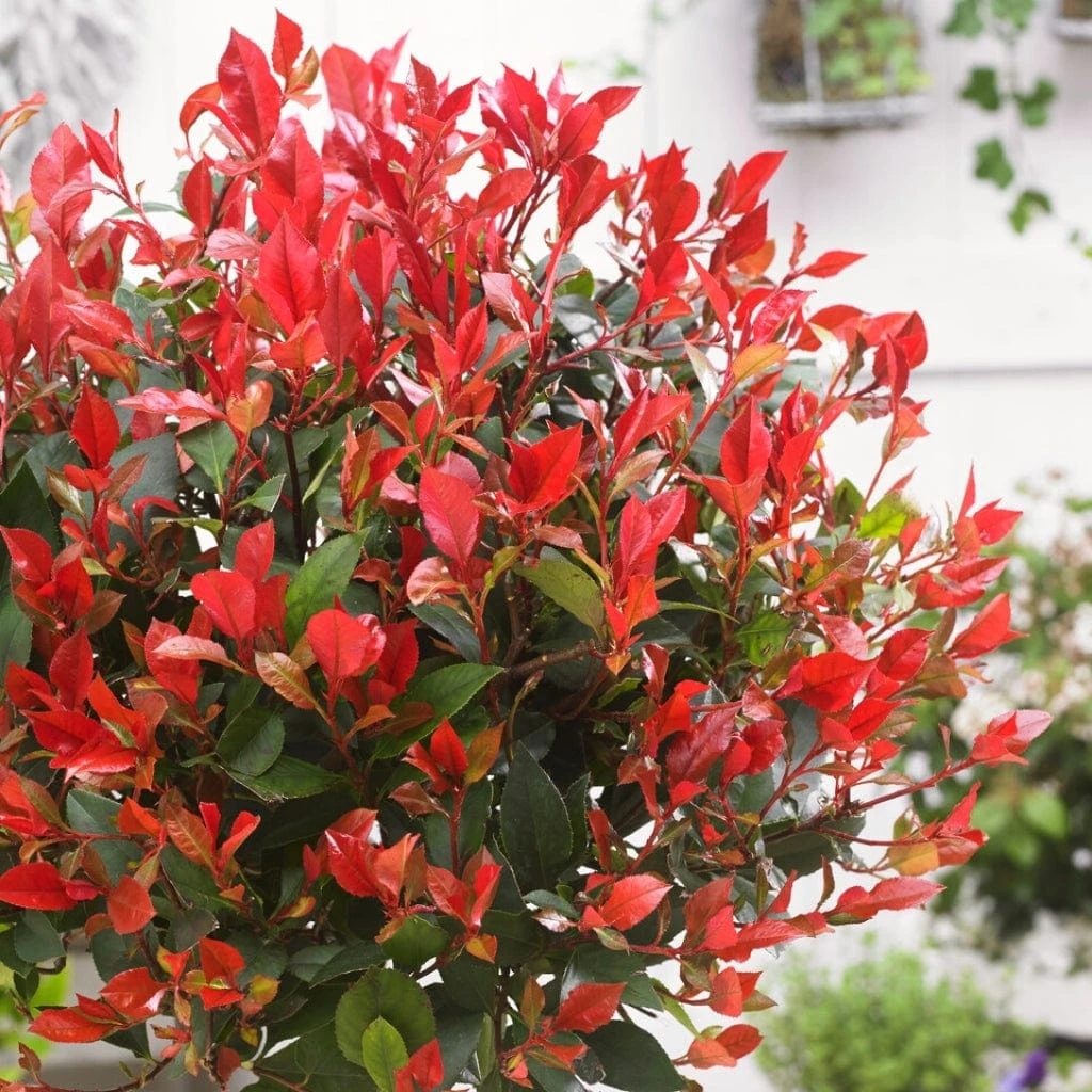 Photinia 'Red Robin' Mini-Standard Tree - Image 2