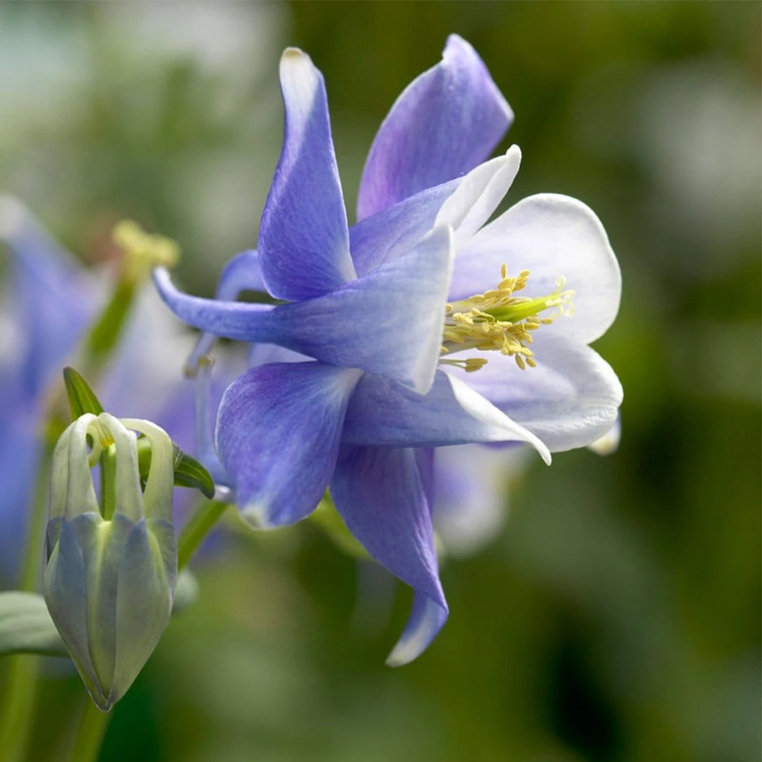 Aquilegia Spring Magic Collection - Image 2