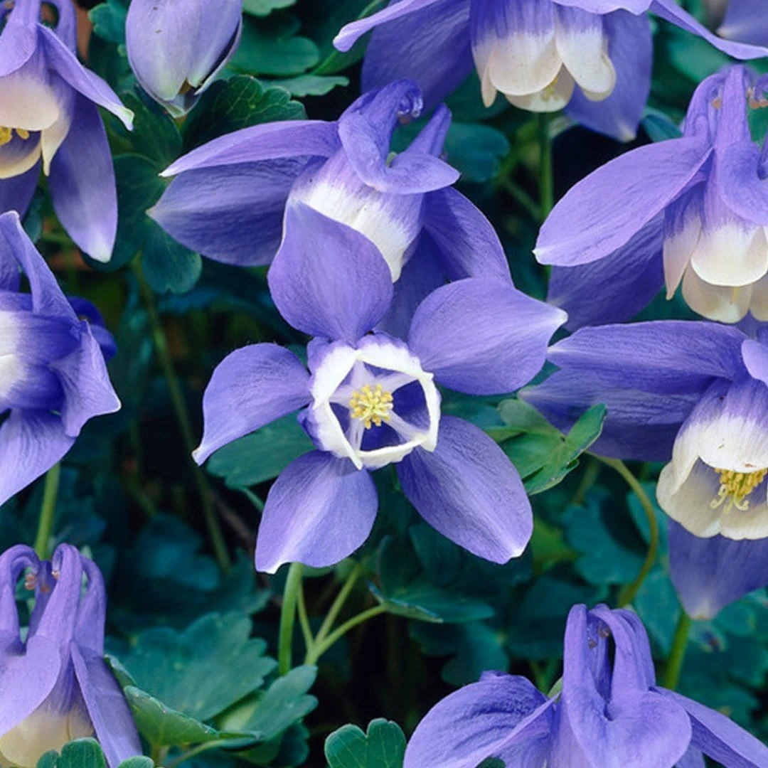Aquilegia Spring Magic Collection - Image 3