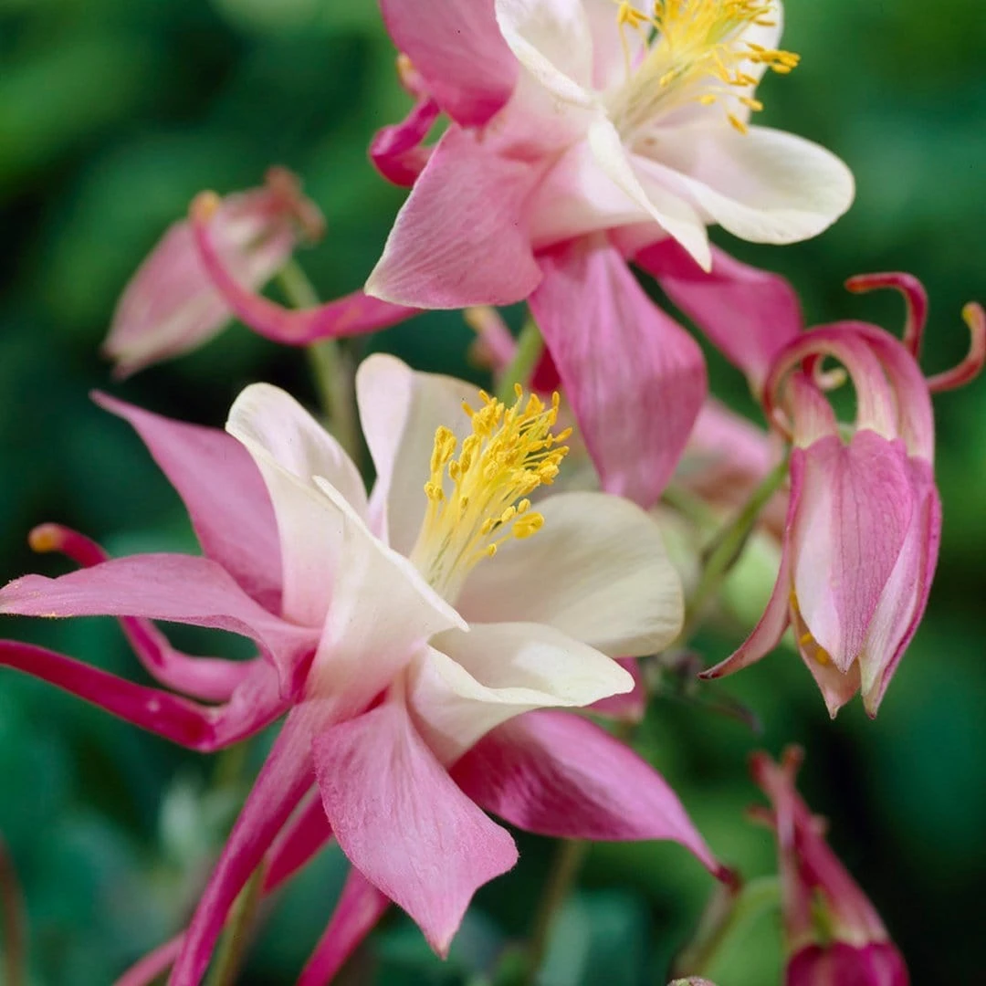 Aquilegia Spring Magic Collection - Image 4