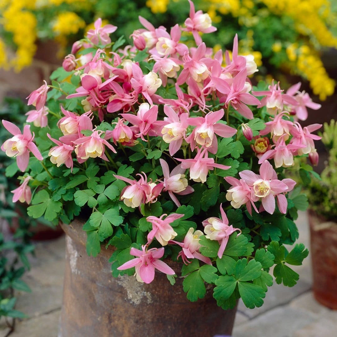 Aquilegia Spring Magic Collection - Image 5