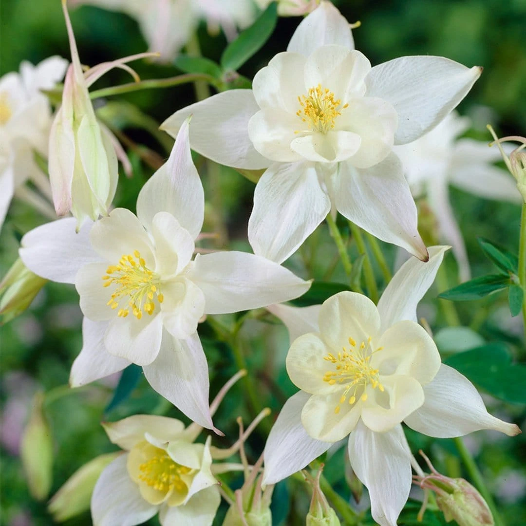 Aquilegia Spring Magic Collection - Image 6