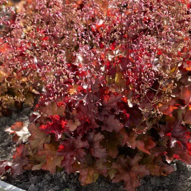 Heuchera 'Indian Summer Cranberry'