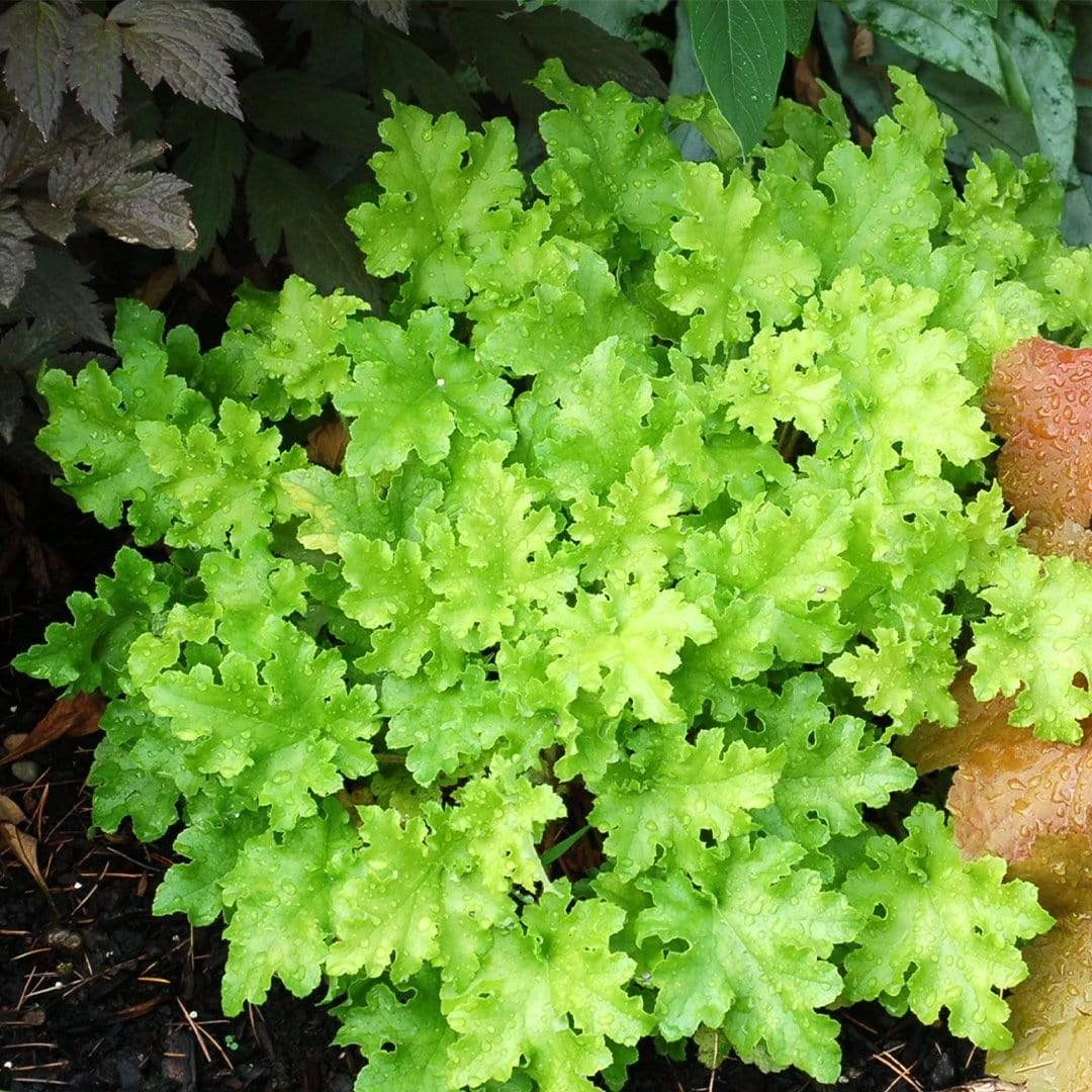 Heuchera 'Lime Marmalade' - Image 3