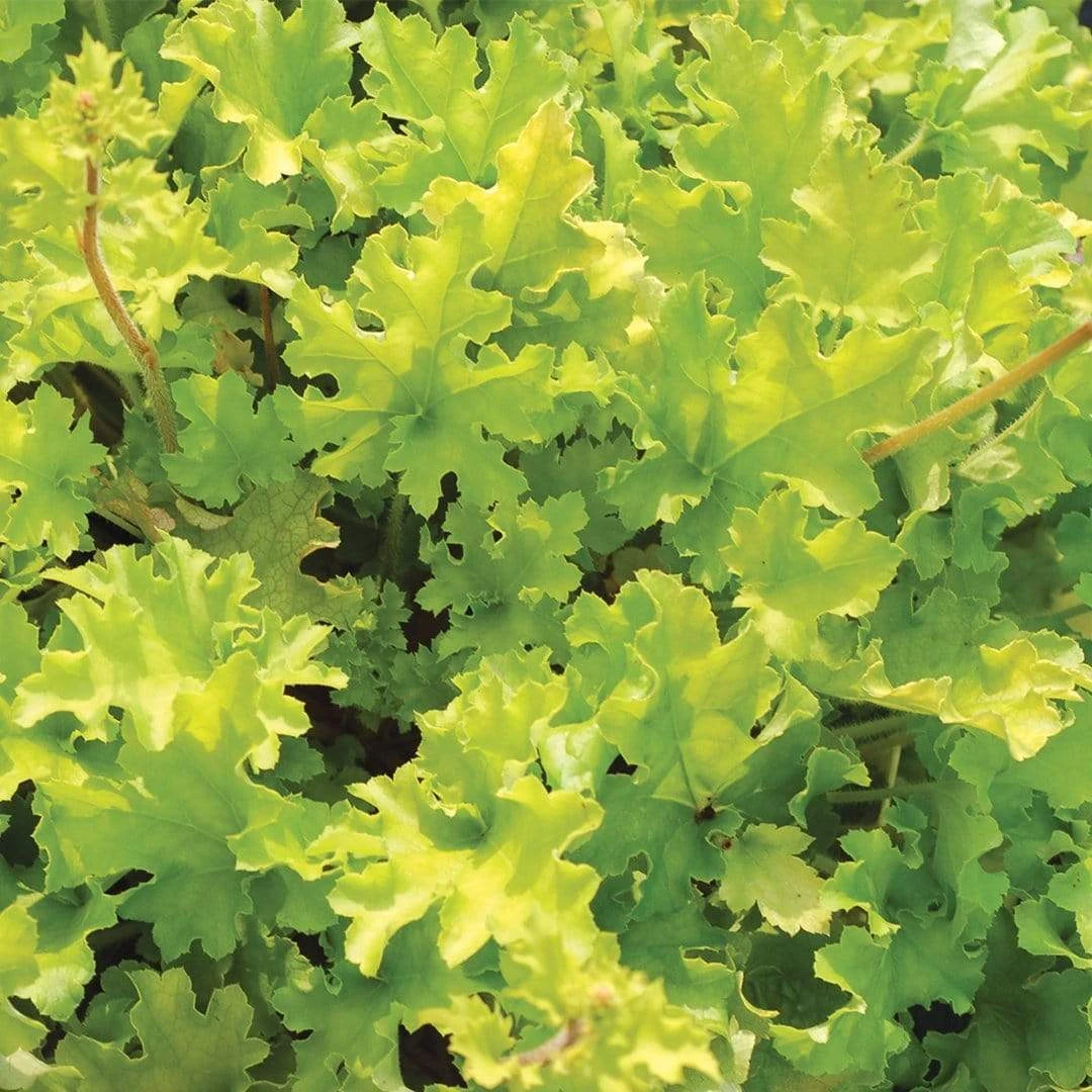 Heuchera 'Lime Marmalade' - Image 4