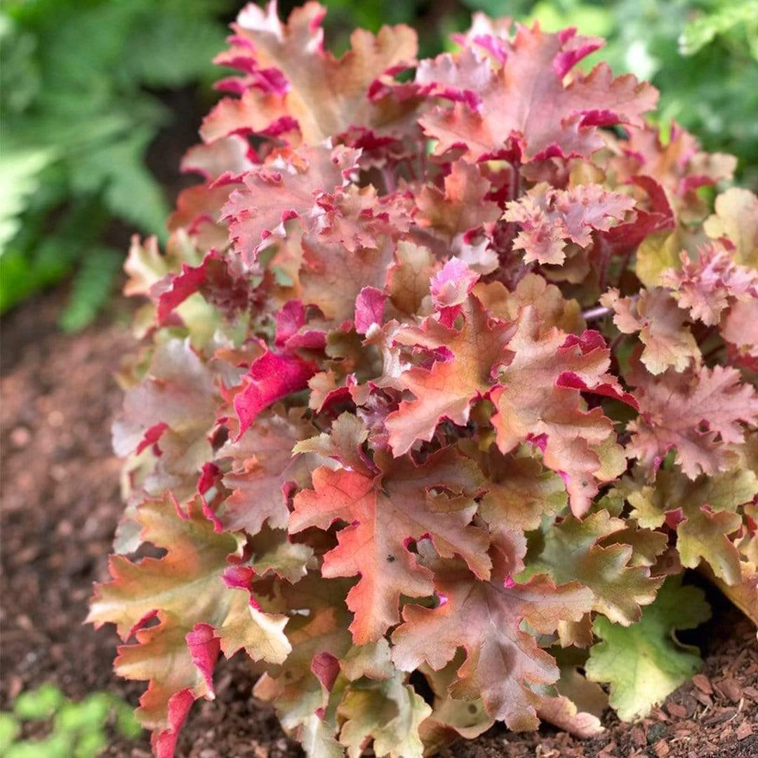 Heuchera 'Marmalade' - Image 2