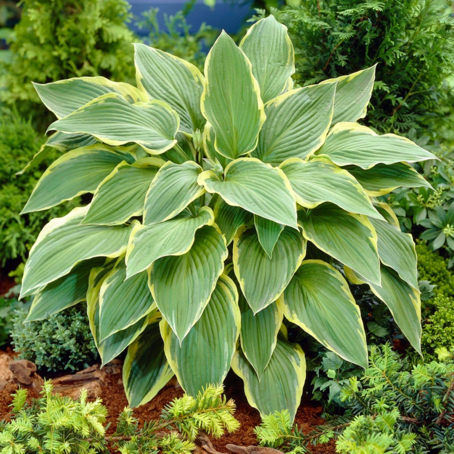 Hosta 'Yellow River'