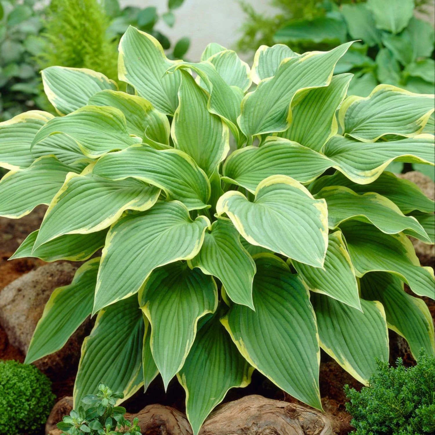 Hosta 'Yellow River' - Image 2