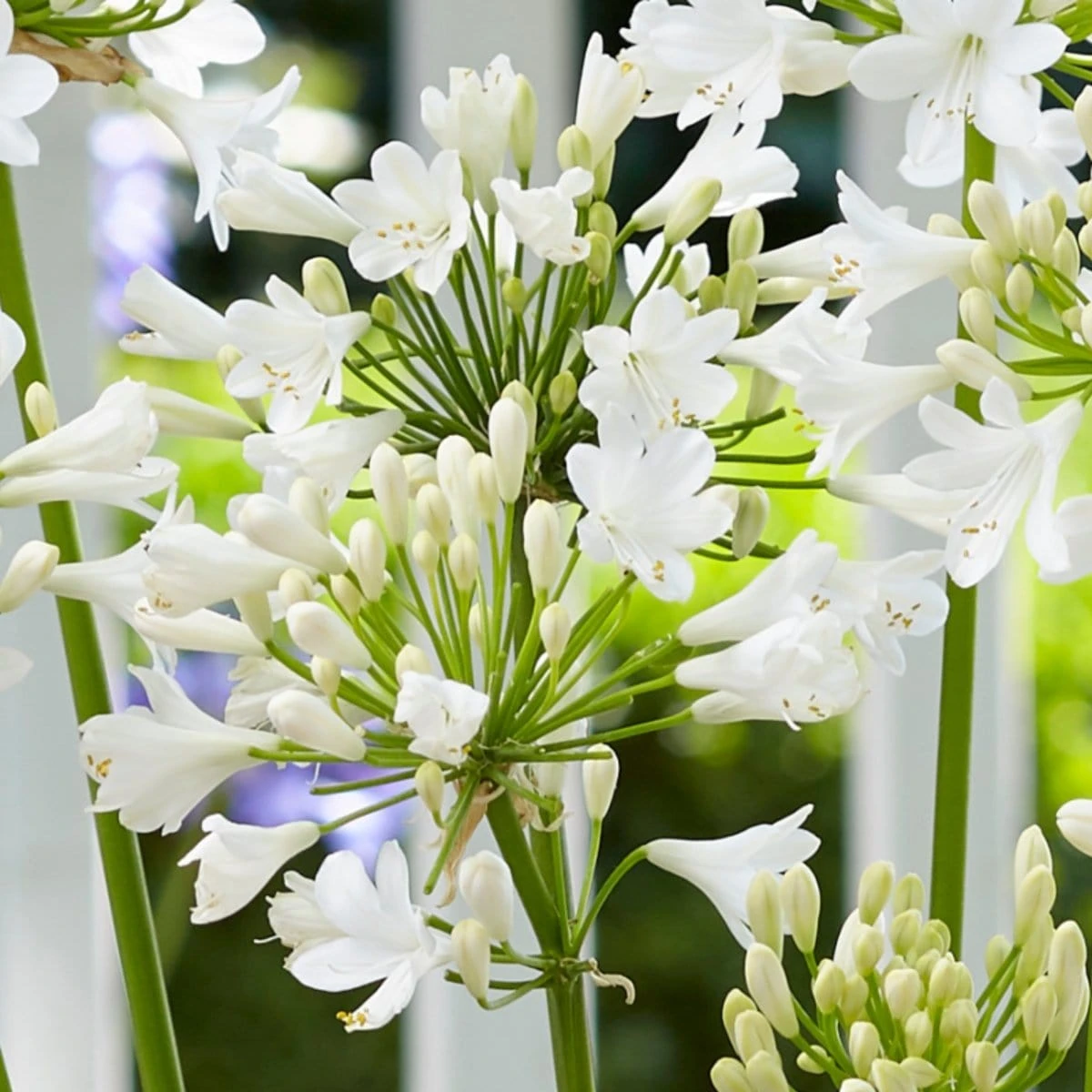 Agapanthus 'Ever White' - Image 4