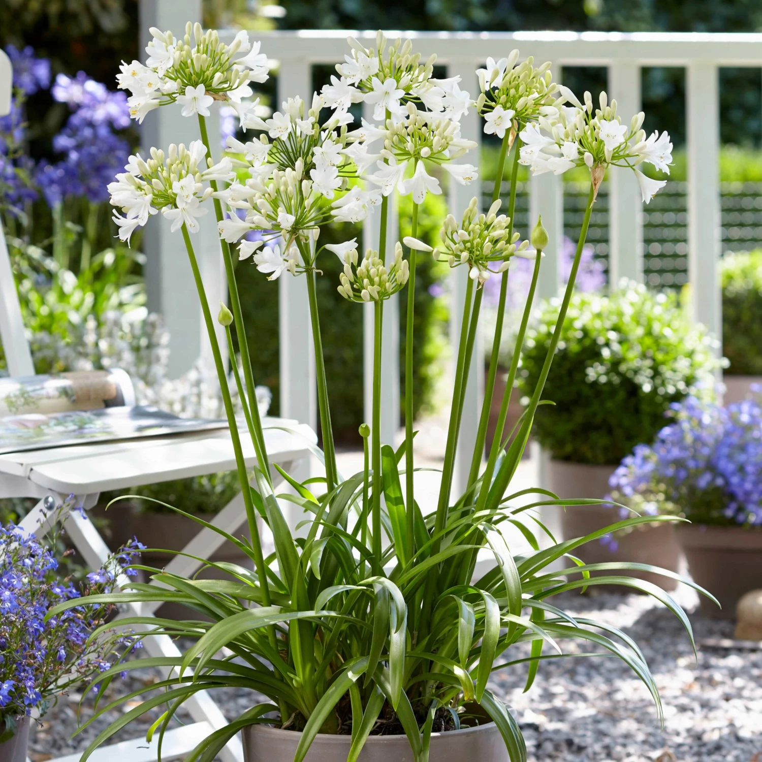 Agapanthus 'Ever White' - Image 2