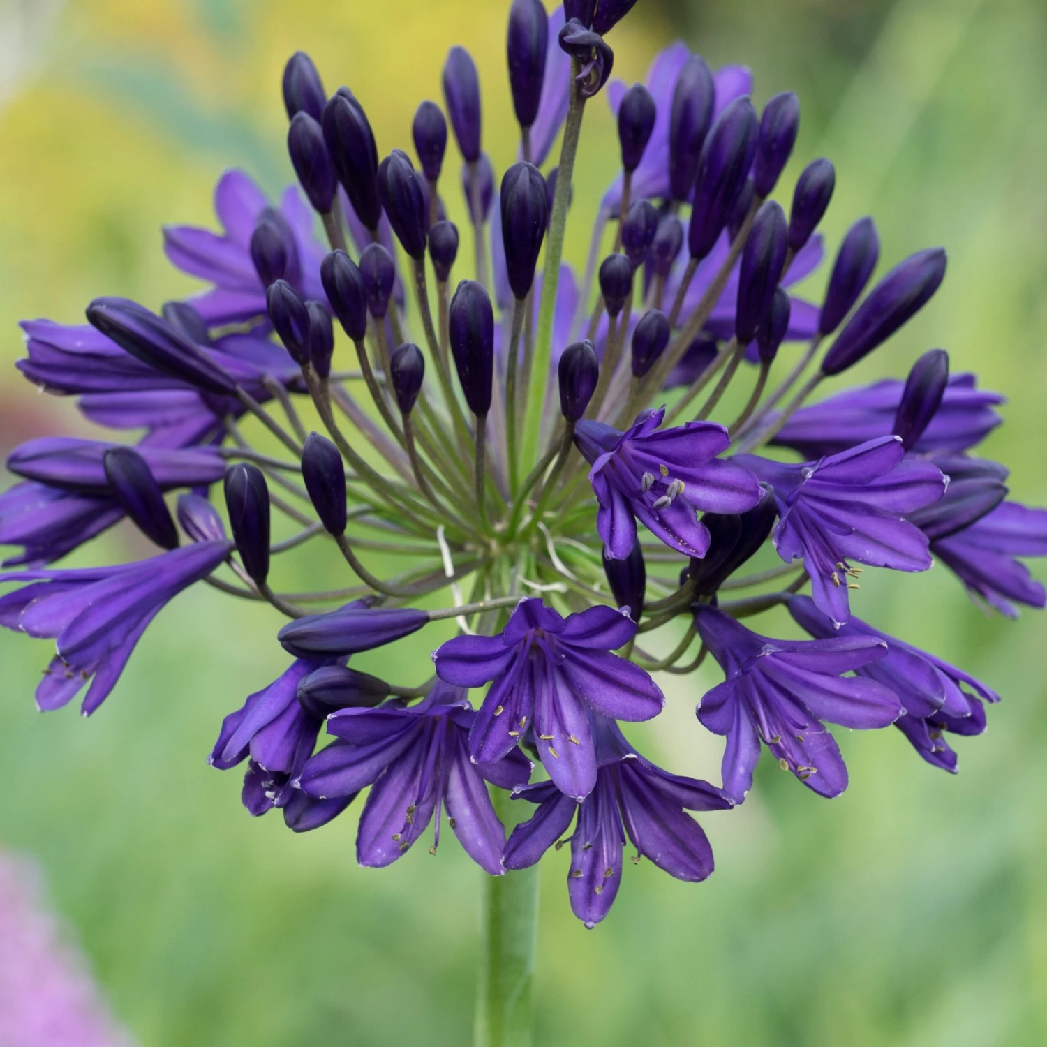 Stately Agapanthus Collection - Image 2