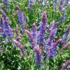 Salvia 'Blue Hill'