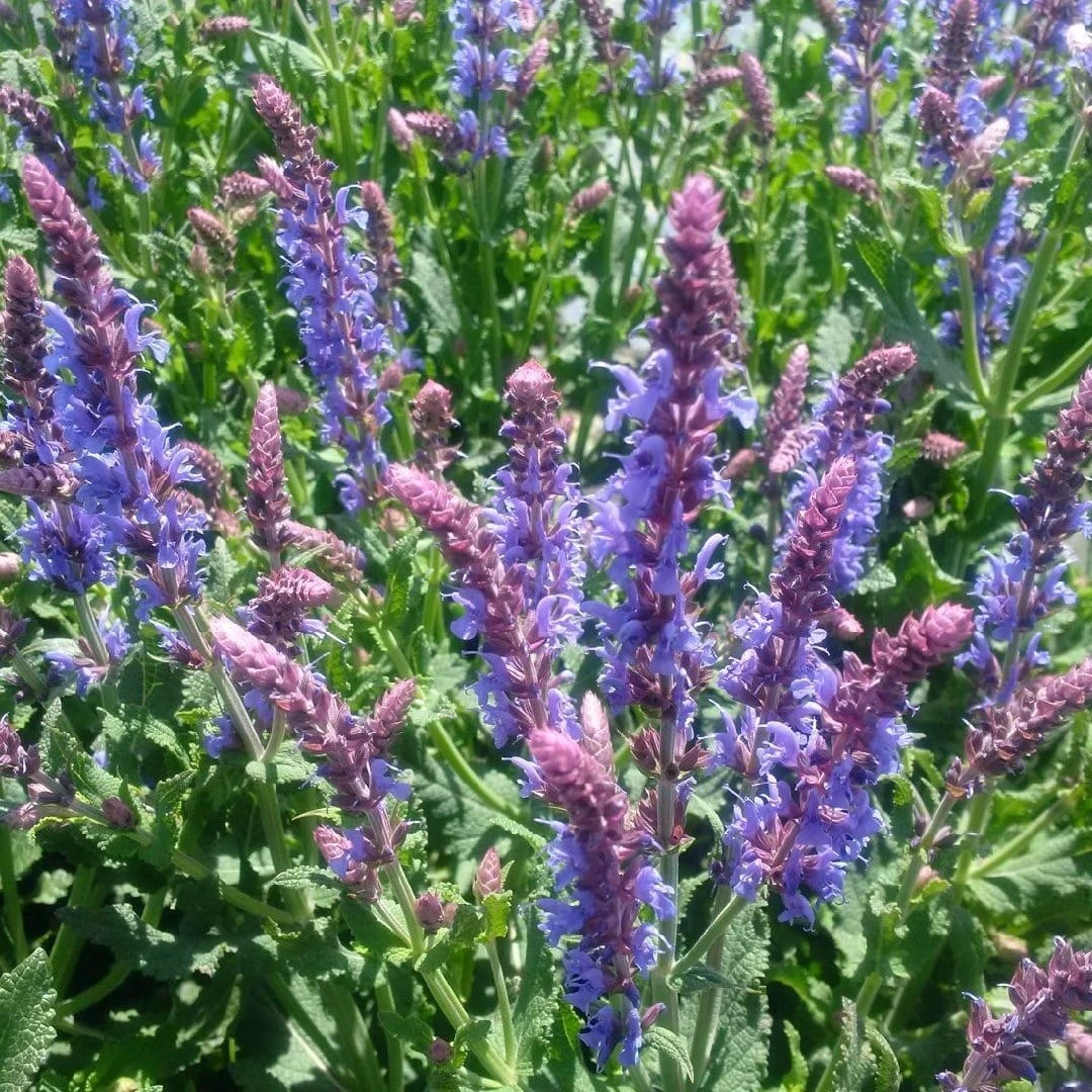 Salvia 'Blue Hill'