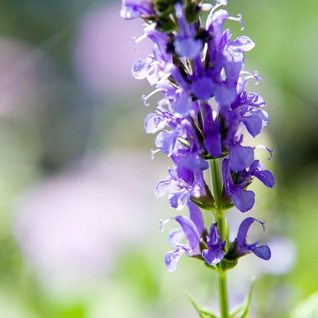 Salvia 'Blue Hill' - Image 2
